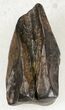 Triceratops Shed Tooth - Montana #20581-1
